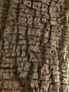 Woodpecker Bark Texture