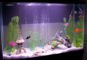 2592172908 77197a9731 320x200 300x207 How to Start a Goldfish Tank