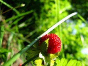 How to Build a Strawberry Path with Netting 540725587 95c736384c 320x200 300x225 How to Build a Strawberry Path with Netting