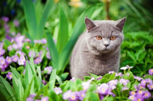 Cat in the garden