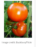 Harvesting and Storing Tomatoes 071409 1058 howtoharves11 Harvesting and Storing Tomatoes