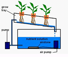 Building an NFT Hydroponic System