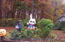6 foot tall bunny []